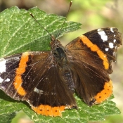 Photo de Papillon - vulcain