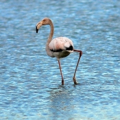 Photo de Flamand rose