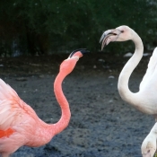 Photo de Flamand rose