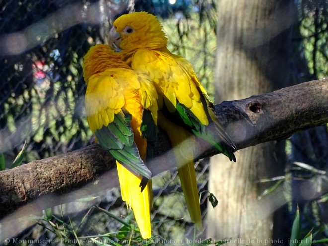 Photo de Conure soleil