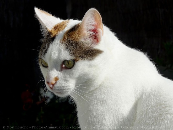 Photo de Chat domestique