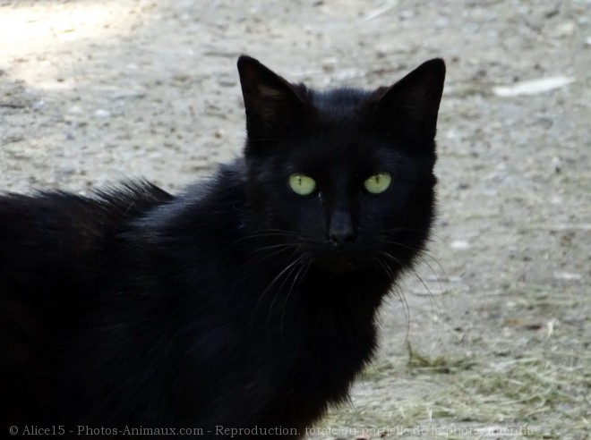 Photo de Chat domestique