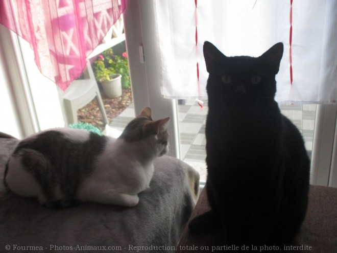 Photo de Chat domestique