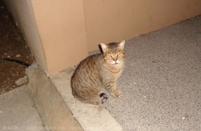 Photo de Chat domestique