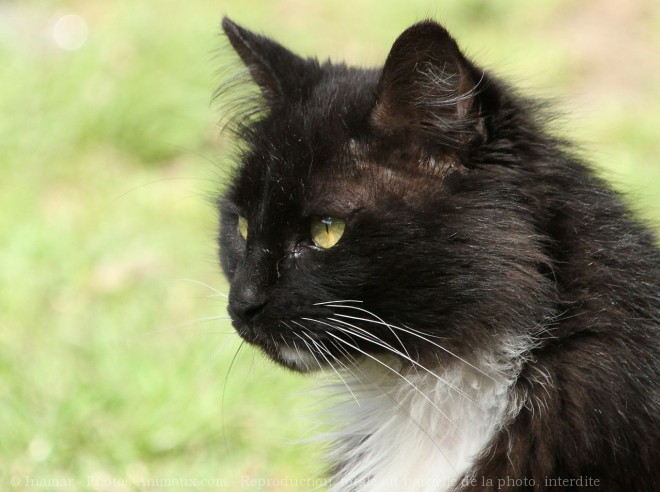 Photo de Chat domestique