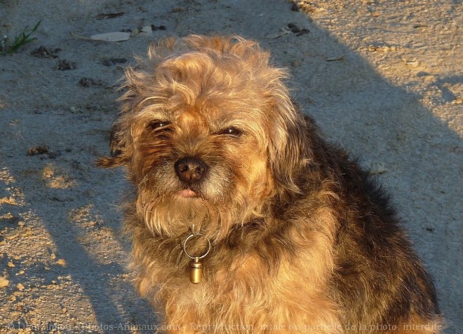 Photo de Border terrier