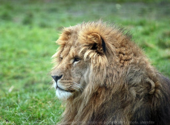 Photo de Lion