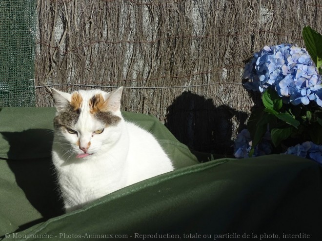 Photo de Chat domestique