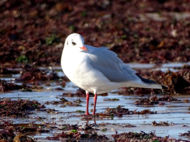 Photo de Mouette