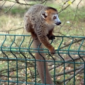 Photo de Lmurien - lmur couronn