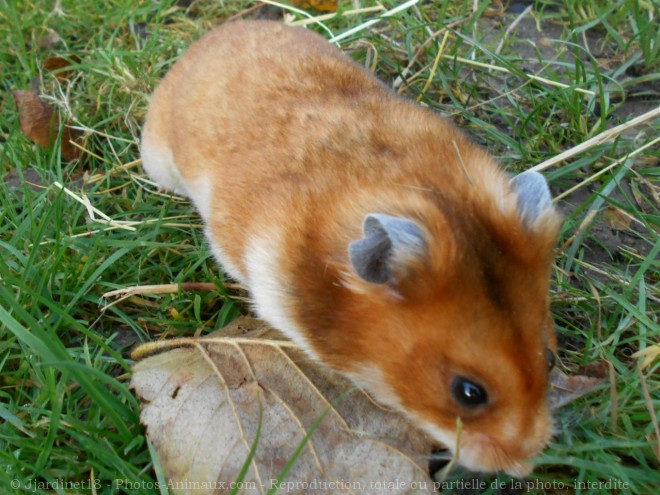 Photo de Hamster