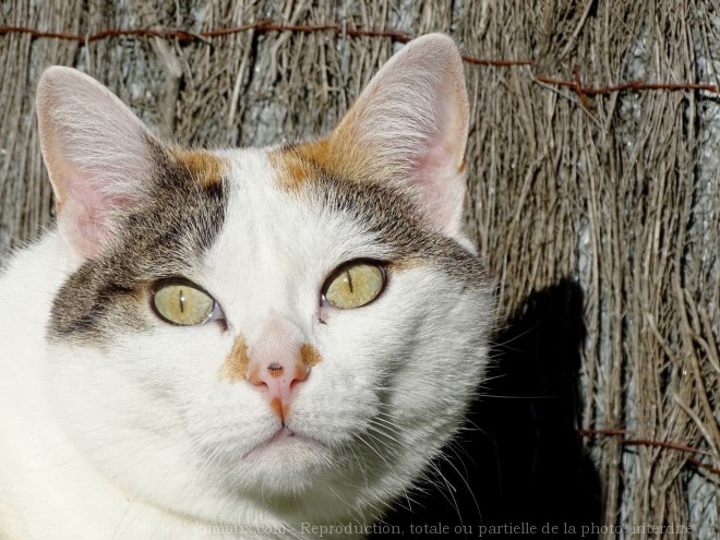 Photo de Chat domestique