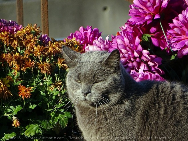 Photo de Chat domestique