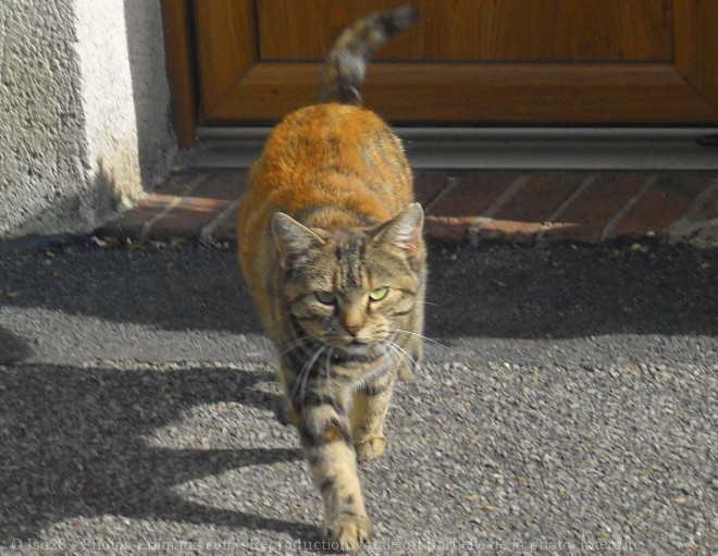 Photo de Chat domestique