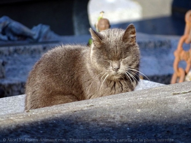 Photo de Chat domestique