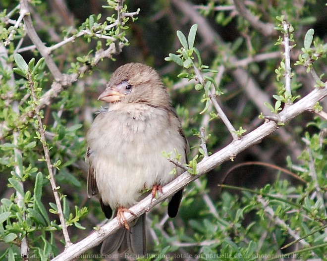 Photo de Moineau