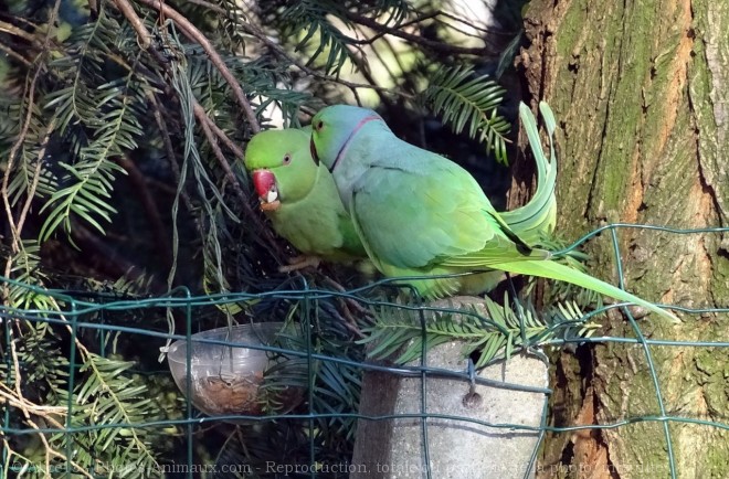 Photo de Perruche  collier