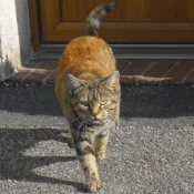 Photo de Chat domestique