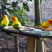 Photo de Conure soleil