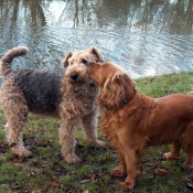 Photo d'Airedale terrier