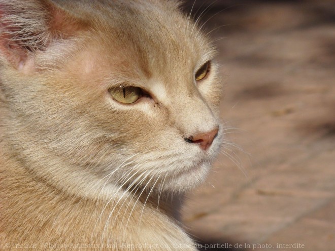 Photo de Chat domestique