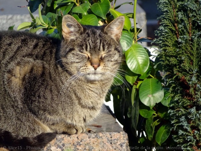 Photo de Chat domestique