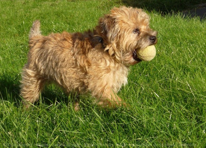 Photo de Border terrier