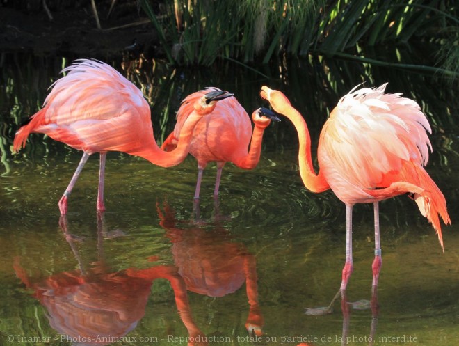 Photo de Flamand rose