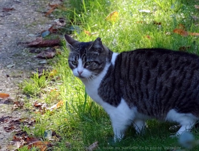 Photo de Chat domestique