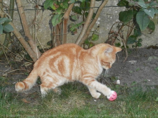 Photo de Chat domestique