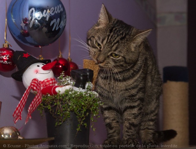 Photo de Chat domestique