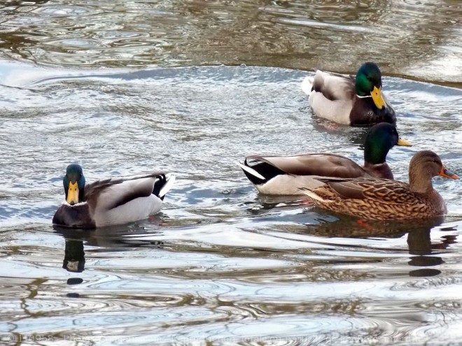 Photo de Canard colvert