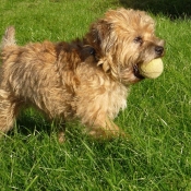 Photo de Border terrier