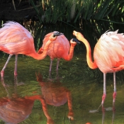 Photo de Flamand rose