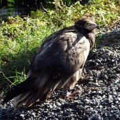 Photo de Vautour percnoptere