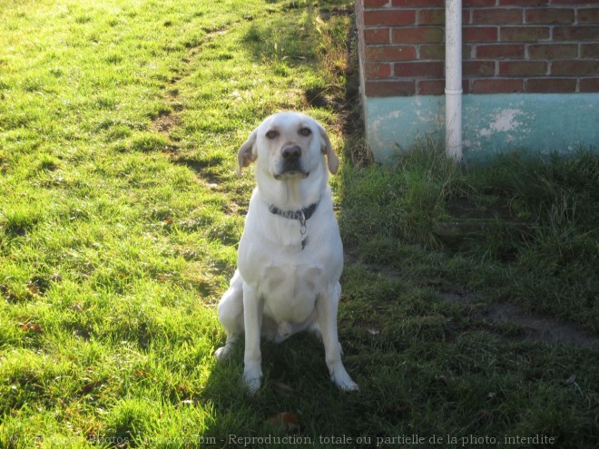 Photo de Labrador retriever