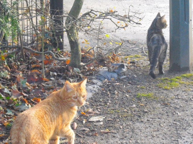 Photo de Chat domestique