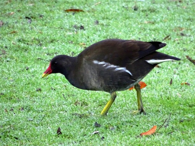 Photo de Poule d'eau