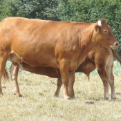 Photo de Vache