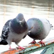 Photo de Pigeon