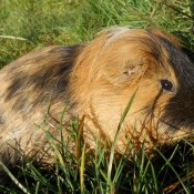 Photo de Cochon d'inde