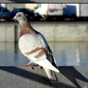 Photo de Pigeon