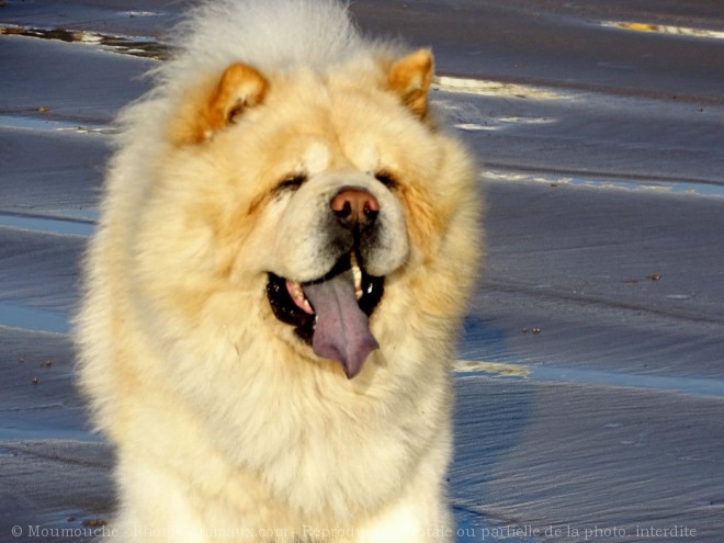 Photo de Chow chow