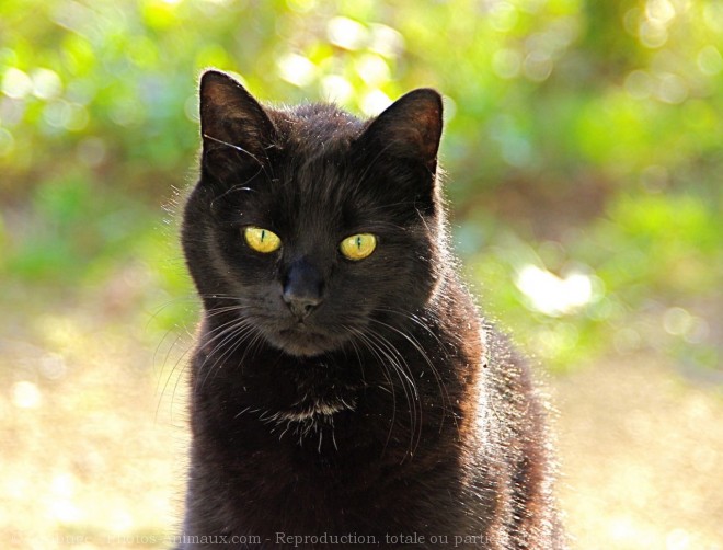 Photo de Chat domestique