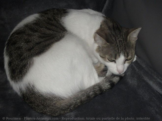 Photo de Chat domestique