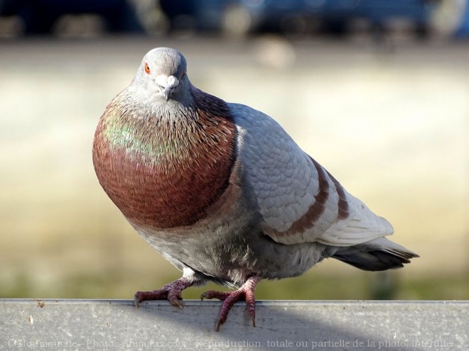 Photo de Pigeon