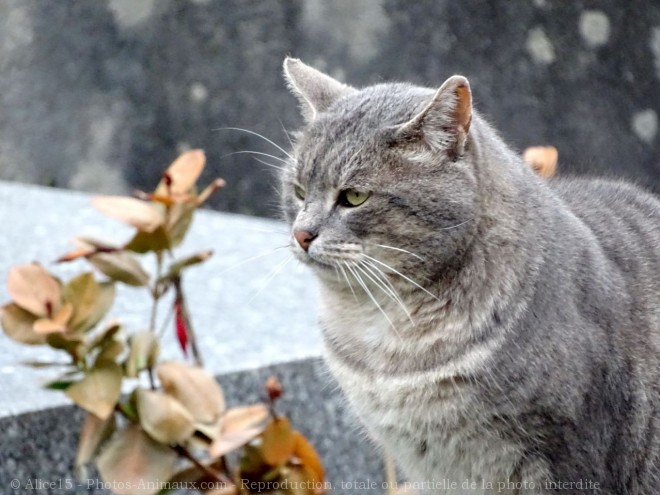 Photo de Chat domestique