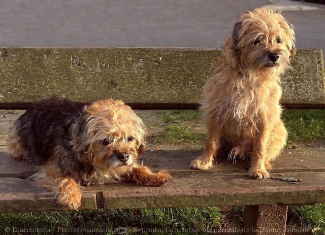 Photo de Border terrier