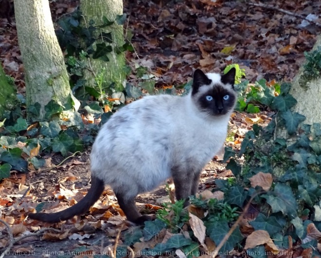 Photo de Chat domestique