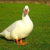 Photo de Canard